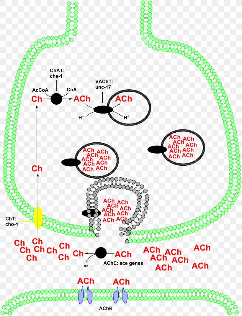 Choline Acetyltransferase Carnitine O-palmitoyltransferase Acetylcholine, PNG, 2906x3802px, Acetyltransferase, Acetylcholine, Acetylcoa, Acyltransferase, Area Download Free