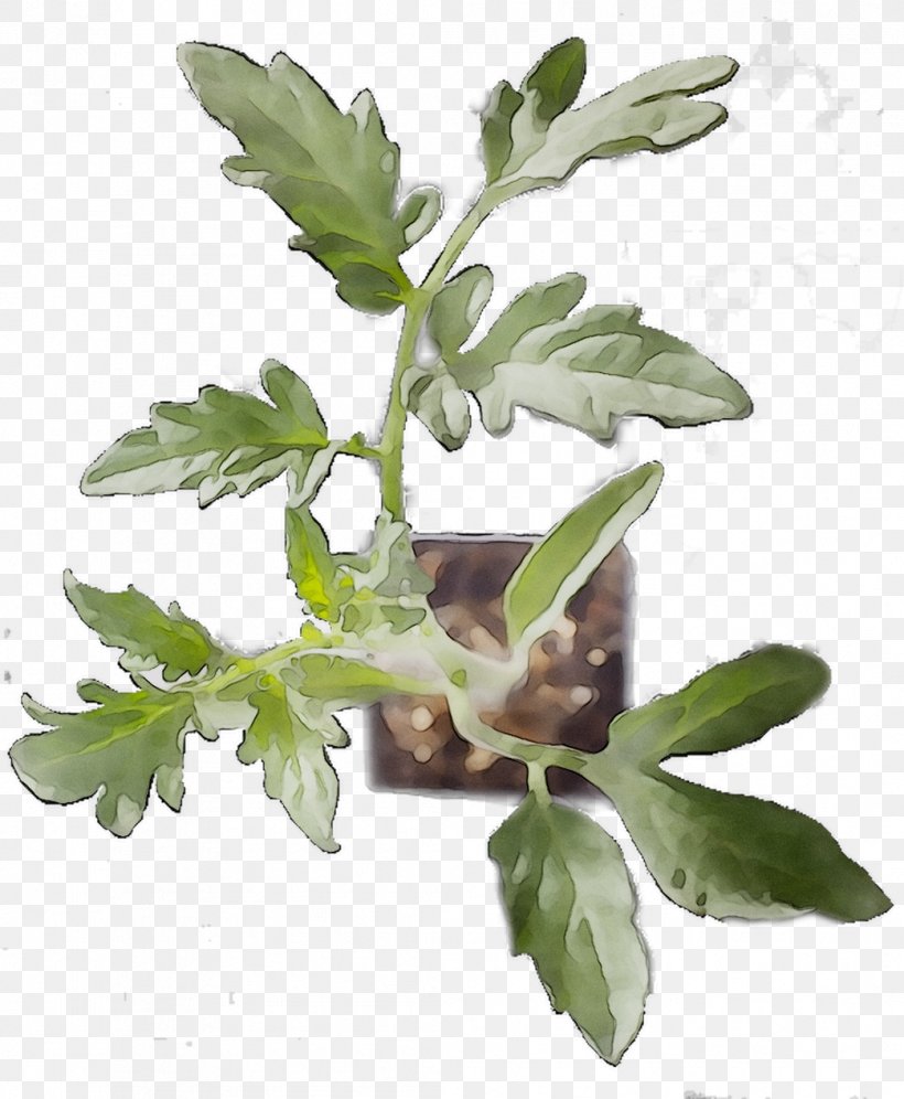 Houseplant Tree Plants Herb Natural Rubber, PNG, 1043x1267px, Houseplant, Branch, Buyee, Crock, Flower Download Free