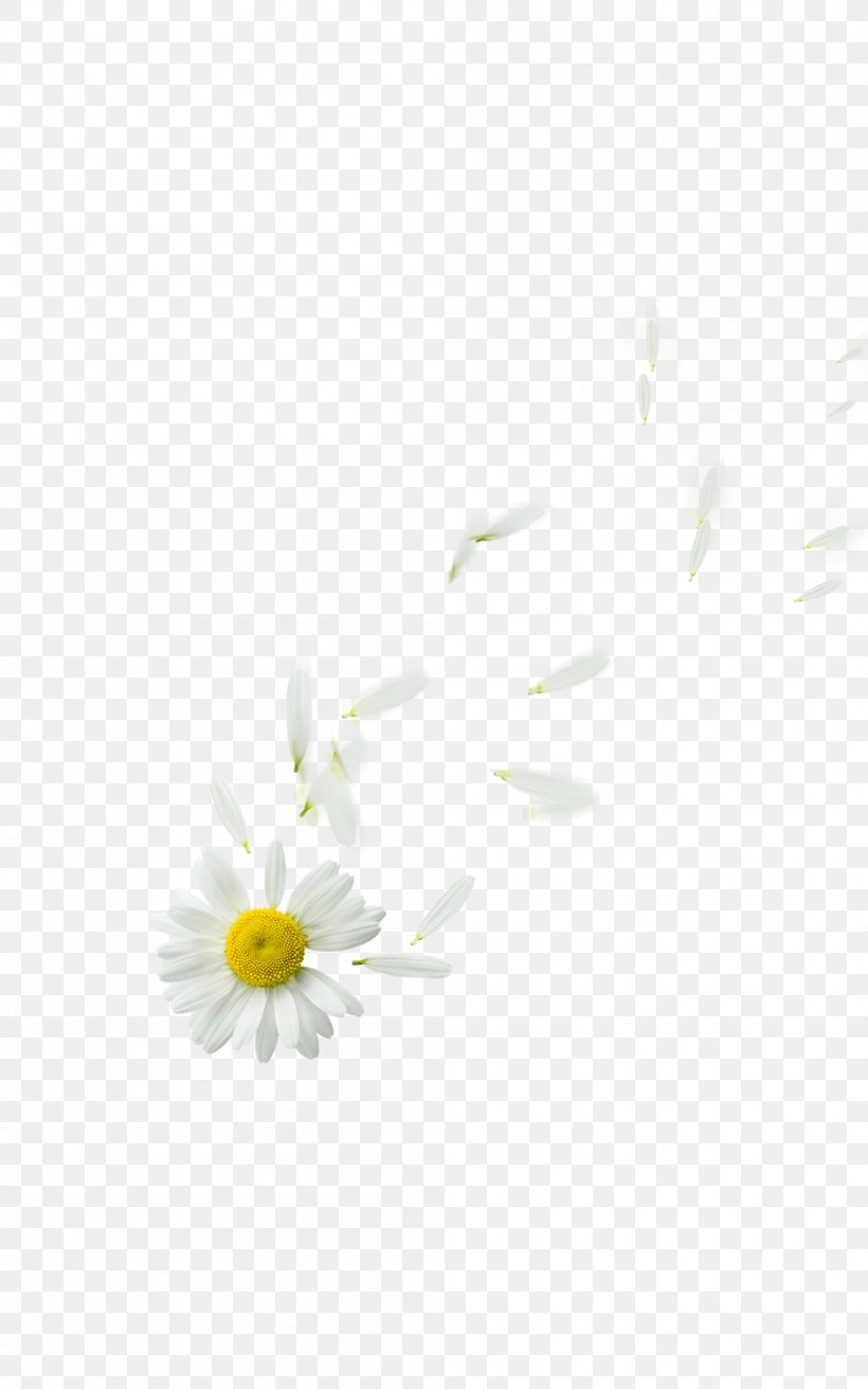 Oxeye Daisy Daisy Family Petal Flower Plant, PNG, 1000x1600px, Oxeye Daisy, Atom, Computer, Daisy, Daisy Family Download Free