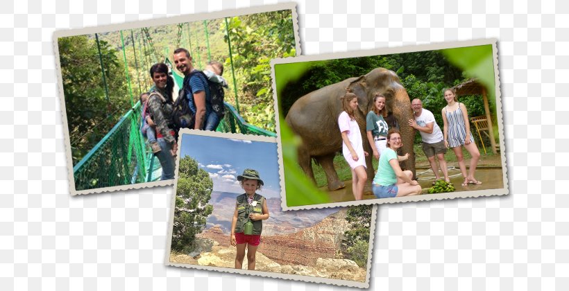 Picture Frames Tree Vacation Collage Tourism, PNG, 710x420px, Picture Frames, Collage, Photographic Paper, Photomontage, Picture Frame Download Free