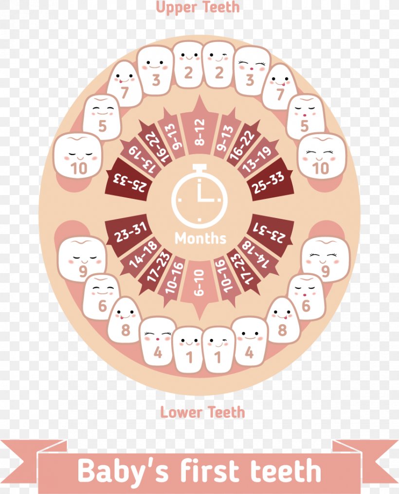 Teething Infant Deciduous Teeth Human Tooth, PNG, 876x1083px, Teething, Brand, Chart, Child, Deciduous Teeth Download Free