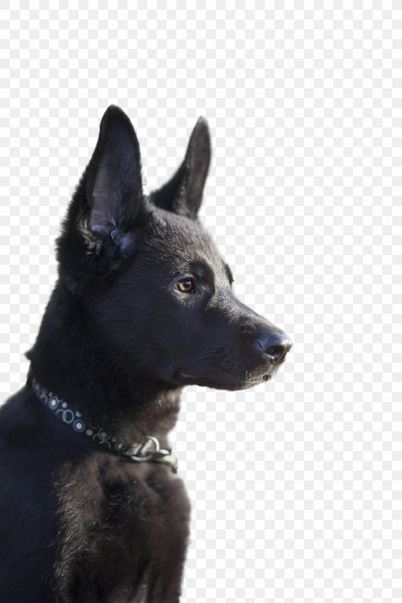 East-European Shepherd Kunming Wolfdog Australian Kelpie Schipperke Rare Breed (dog), PNG, 1365x2048px, Easteuropean Shepherd, Australia, Australian Kelpie, Australians, Breed Download Free