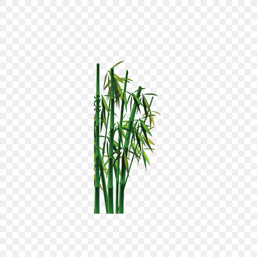 Bamboo Bambusa Oldhamii Green, PNG, 2835x2835px, Bamboo, Bamboe, Bambusa Oldhamii, Grass, Grass Family Download Free