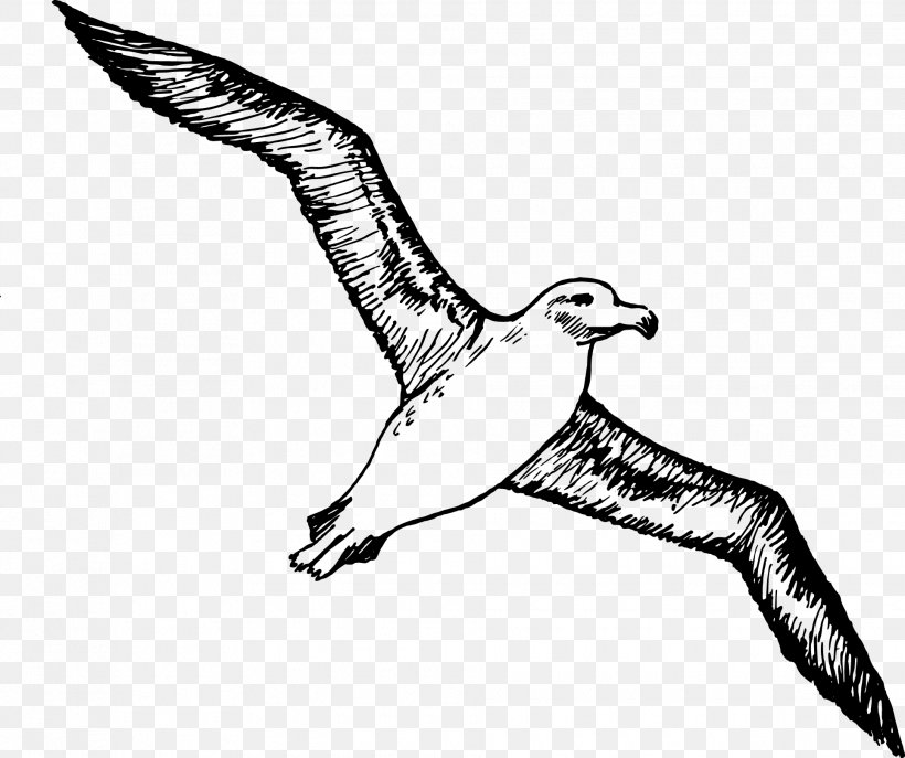 Bird Albatross Gulls Clip Art, PNG, 1930x1619px, Bird, Albatross, Art, Beak, Bird Flight Download Free
