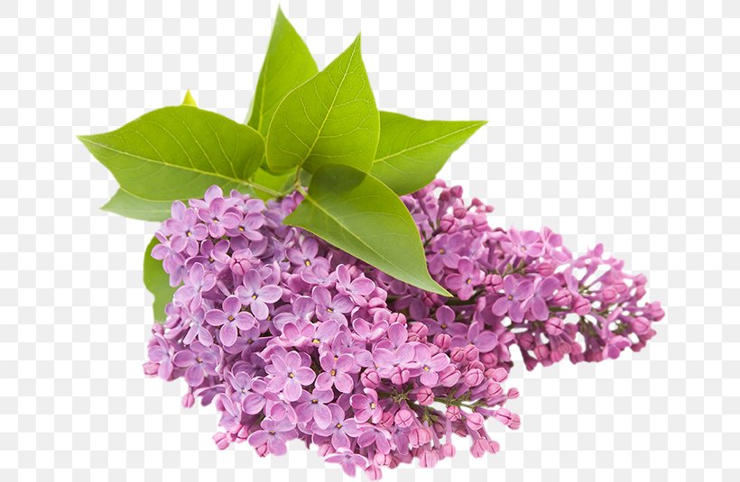 Common Lilac Flower Garden Clip Art, PNG, 656x535px, Common Lilac, Branch, Floral Design, Flower, Garden Download Free
