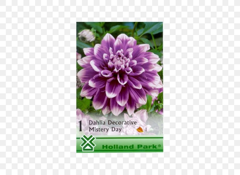 Dahlia Bulb Lilium Herbaceous Plant, PNG, 600x600px, Dahlia, Annual Plant, Aster, Bulb, Cactaceae Download Free