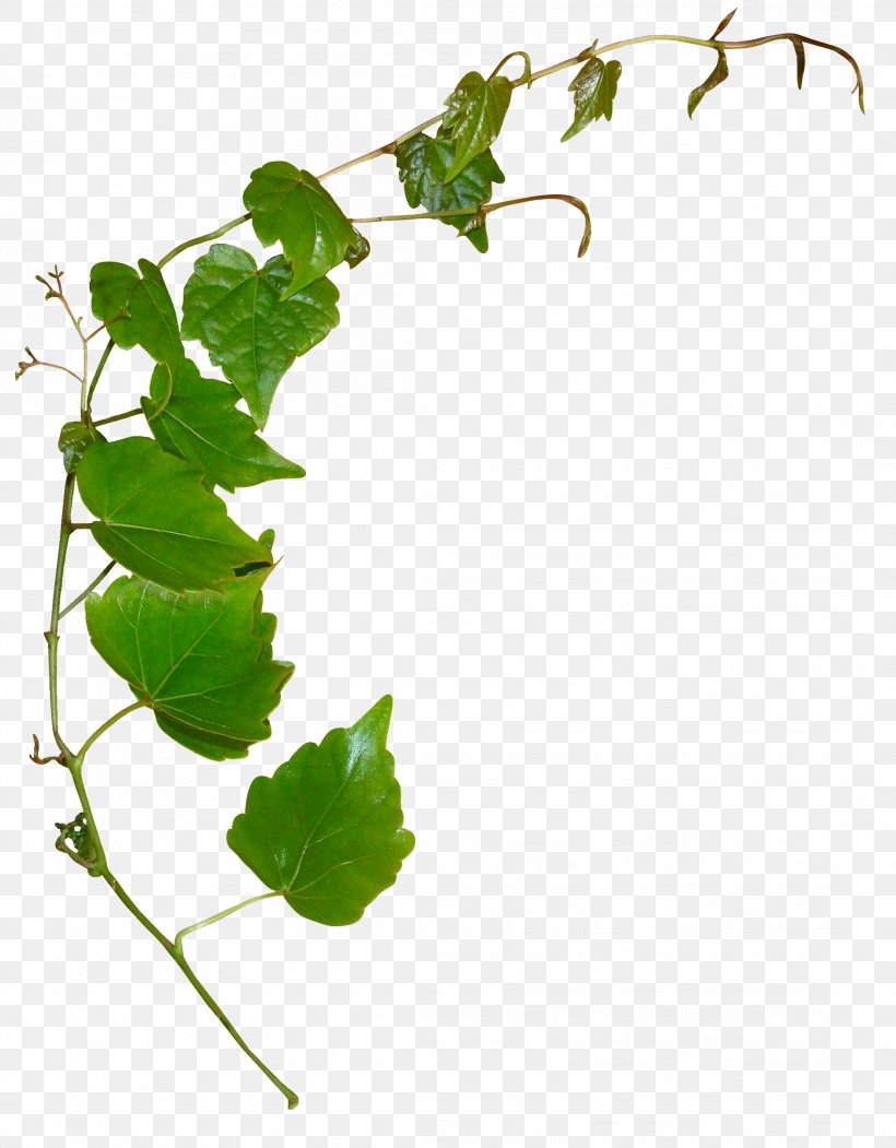 Leaf Plant Stem Clip Art, PNG, 2184x2800px, Leaf, Branch, Flora, Flowering Plant, Grapevine Family Download Free