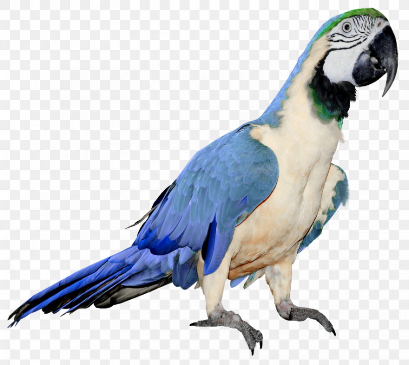 Red-breasted Pygmy Parrot Bird, PNG, 882x787px, Parrot, Animal, Beak, Bird, Common Pet Parakeet Download Free