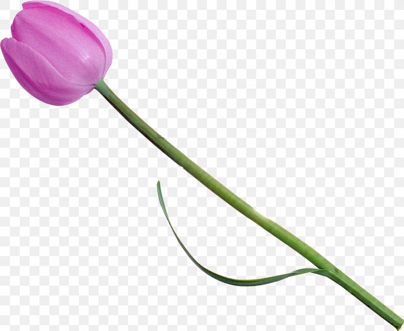 Tulip Flower Photography, PNG, 1479x1213px, Tulip, Advertising, Flower, Flowering Plant, Liveinternet Download Free
