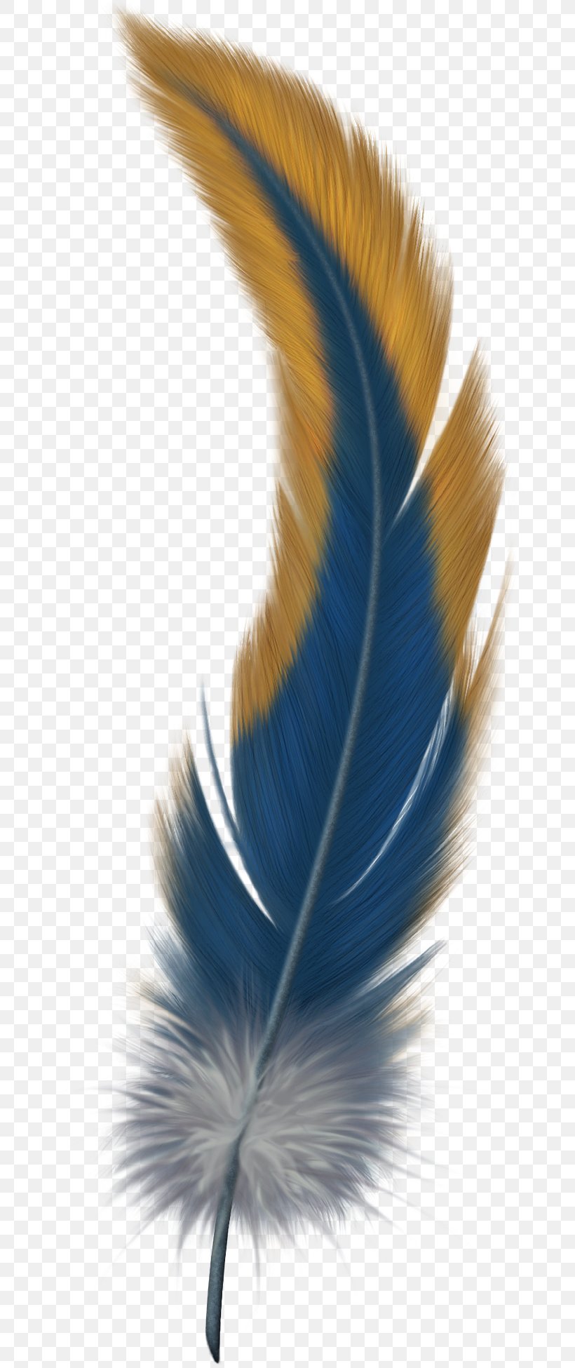 Bird Feathers: A Guide To North American Species Bird Feathers: A Guide To North American Species Bird-of-paradise Flight Feather, PNG, 674x1950px, Bird, Color, Feather, Flight Feather, Peafowl Download Free
