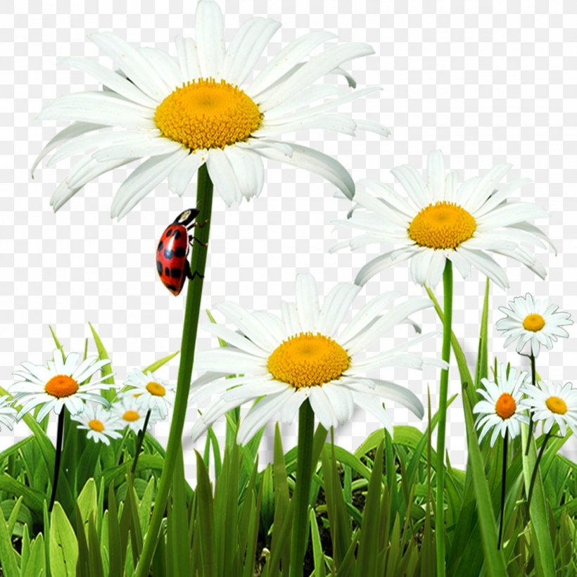 Chrysanthemum Indicum Oxeye Daisy, PNG, 1417x1417px, Chrysanthemum Indicum, Chamaemelum, Chamaemelum Nobile, Chrysanthemum, Computer Download Free