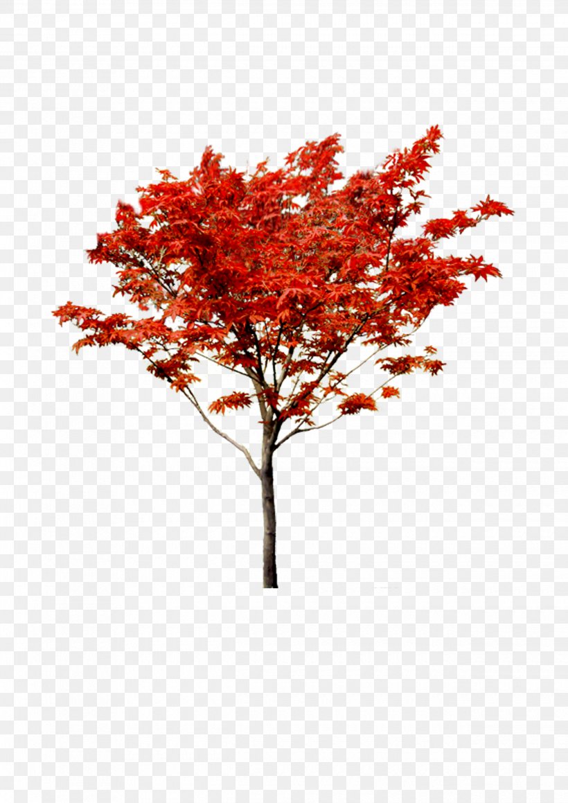 Maple Autumn Tree, PNG, 2480x3508px, Maple, Autumn, Branch, Color, Deciduous Download Free