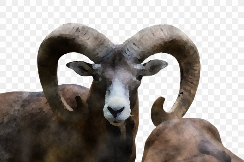 Bighorn Argali Horn Sheep Sheep, PNG, 2448x1632px, Bighorn, Argali, Barbary Sheep, Dalls Sheep, Goatantelope Download Free