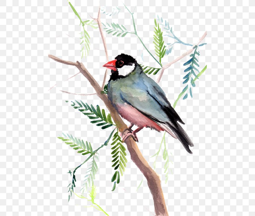 Bird Finch Cyan Sky Blue, PNG, 510x694px, Bird, American Sparrows, Beak, Branch, Chickadee Download Free