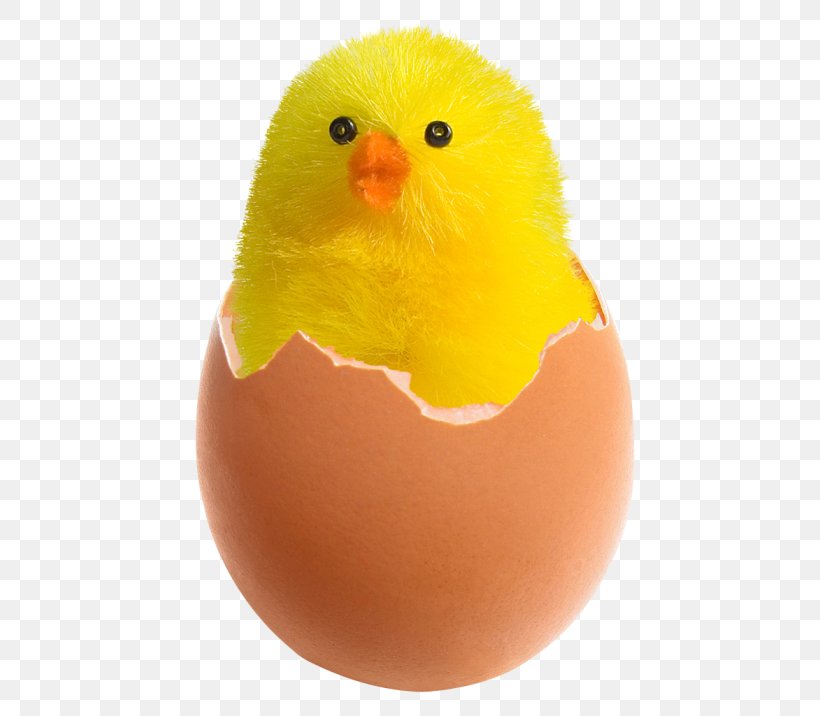Chicken Fried Egg, PNG, 500x716px, Chicken, Beak, Bird, Chicken Egg, Easter Basket Download Free