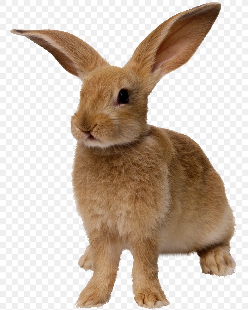 European Rabbit Cottontail Rabbit Clip Art, PNG, 759x1024px, European Rabbit, Cottontail Rabbit, Domestic Rabbit, Fauna, Fur Download Free