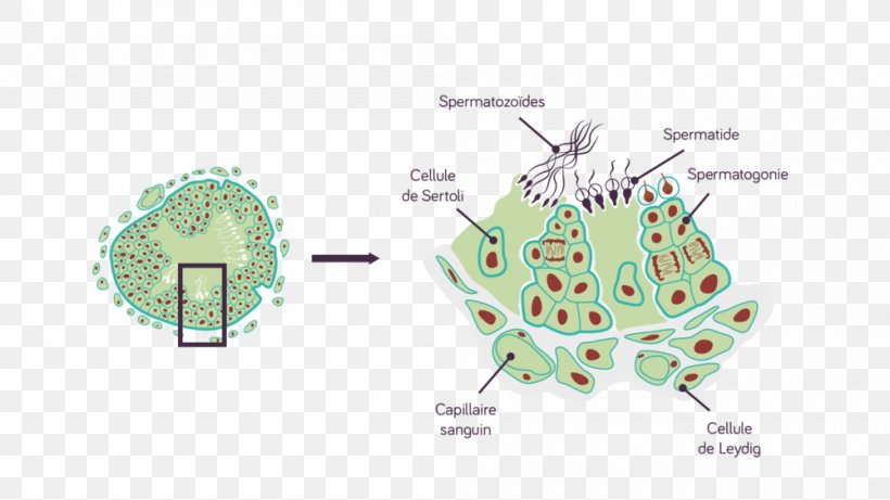 Seminiferous Tubule Leydig Cell Testicle Sertoli Cell Reproductive System, PNG, 1000x563px, Watercolor, Cartoon, Flower, Frame, Heart Download Free