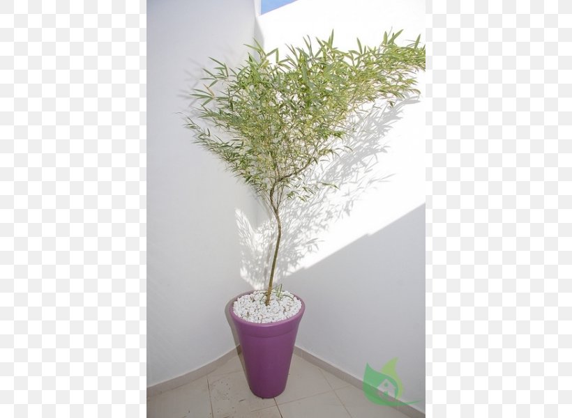 Tropical Woody Bamboos Phyllostachys Edulis Garden Ornamental Plant Flowerpot, PNG, 600x600px, Tropical Woody Bamboos, Branch, Floriculture, Flowerpot, Garden Download Free
