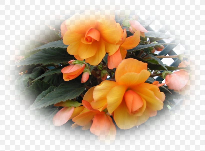 Floral Design Cut Flowers Begonia Flower Bouquet, PNG, 892x656px, Floral Design, Artificial Flower, Begonia, Cultivar, Cut Flowers Download Free