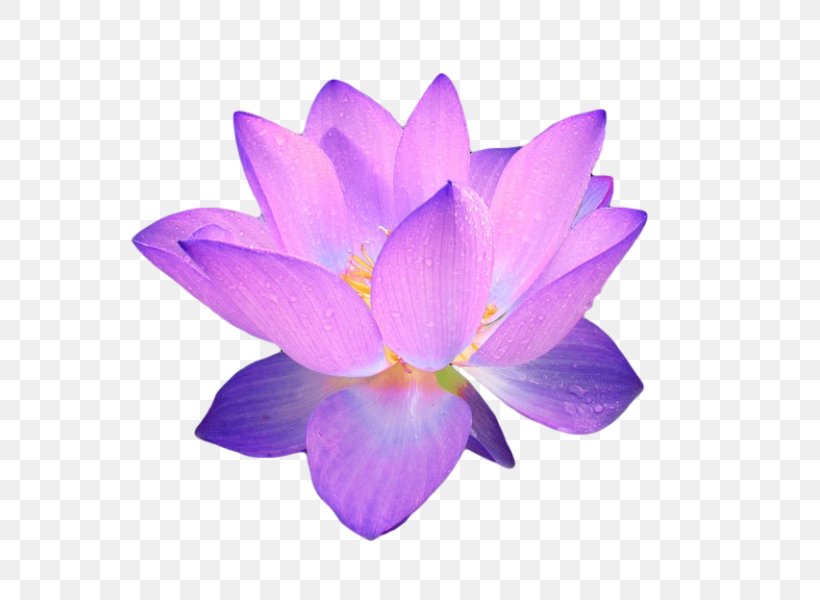 Flower Clip Art, PNG, 800x600px, Flower, Color, Crocus, Flowering Plant, Iris Family Download Free