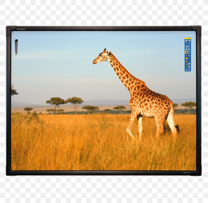 Interactive Whiteboard Dry-Erase Boards Interactivity School Travel, PNG, 800x800px, Interactive Whiteboard, Company, Computer, Dryerase Boards, Fauna Download Free