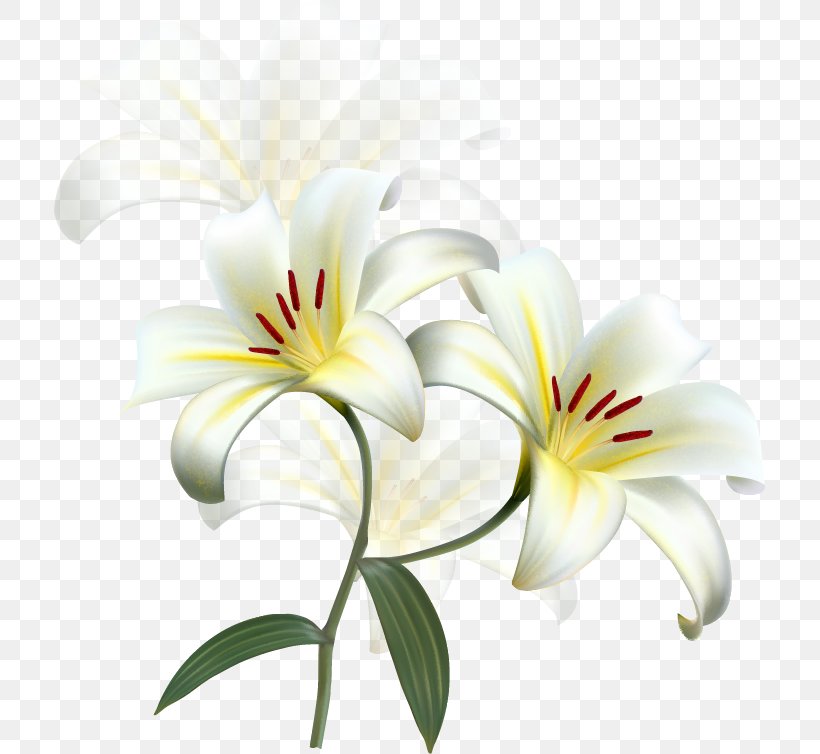 Lilium Candidum Easter Lily Flower Desktop Wallpaper, PNG, 711x754px,  Lilium Candidum, Arumlily, Cut Flowers, Daylily, Easter