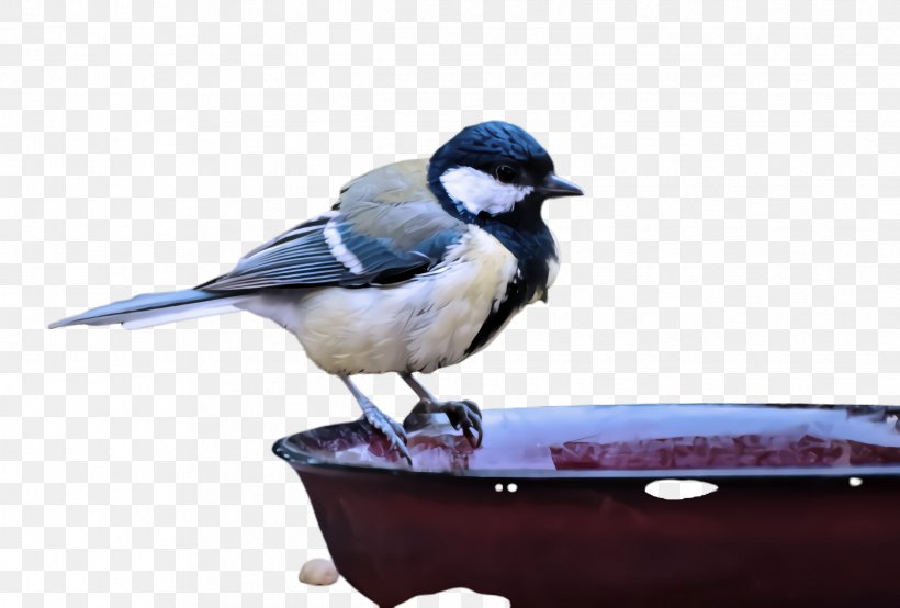 Bird Blue Jay Beak Jay Songbird, PNG, 2432x1644px, Bird, Advertising, Beak, Black Capped Chickadee, Blue Jay Download Free