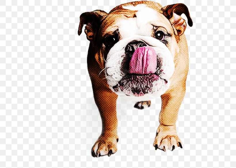 Bulldog, PNG, 539x583px, Dog, British Bulldogs, Bulldog, Old English Bulldog, Olde English Bulldogge Download Free