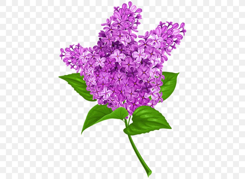 Common Lilac Clip Art, PNG, 435x600px, Lilac, Annual Plant, Art, Common Lilac, Cut Flowers Download Free