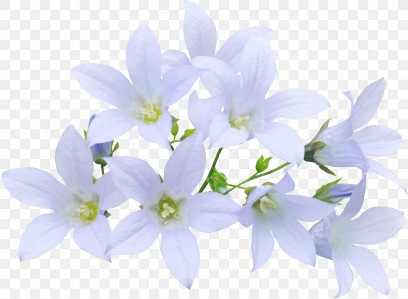 Floral Design Bellflower Cut Flowers Spring, PNG, 2048x1503px, Floral Design, Bellflower, Bellflower Family, Blossom, Branch Download Free