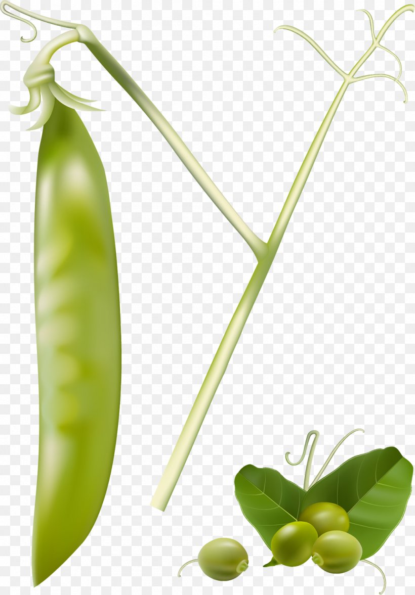 Snap Pea Vegetable Food Legume, PNG, 1045x1500px, Pea, Alternative Medicine, Commodity, Depositphotos, Food Download Free