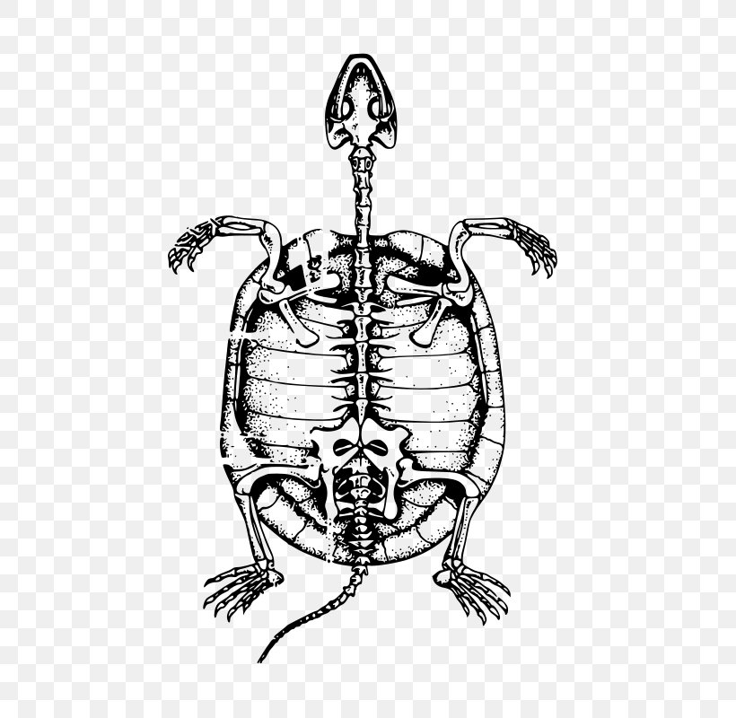 Turtle Human Skeleton Bone Clip Art, PNG, 649x800px, Turtle, Art, Artwork, Black And White, Bone Download Free