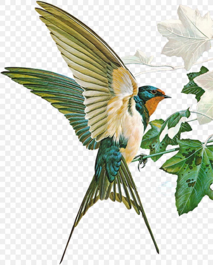 Birds Of Town And Village Barn Swallow Hirundininae Passerine, PNG, 964x1200px, Bird, Barn Swallow, Basil Ede, Beak, Bird Anatomy Download Free