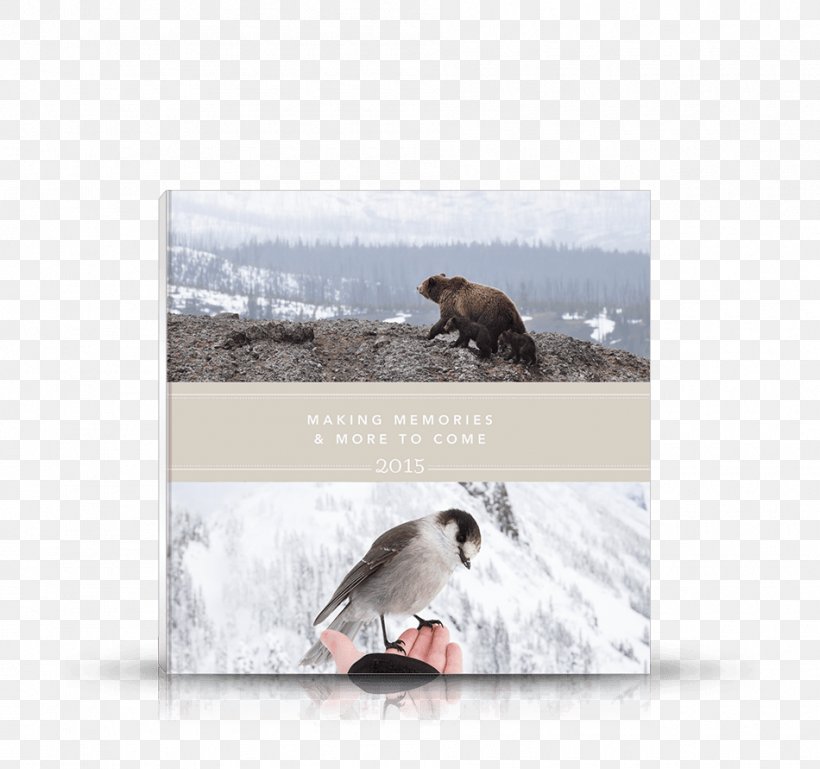 Brown Bear Fauna Oak Big Box Art Plakat Naukowy, PNG, 950x891px, Brown Bear, Big Box Art, Boy, Fauna, Flightless Bird Download Free