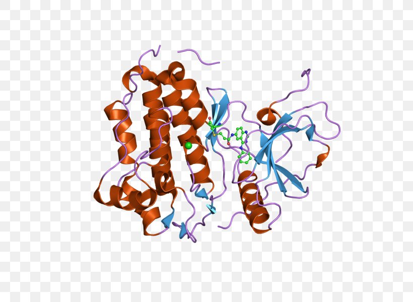 Epidermal Growth Factor Receptor Receptor Tyrosine Kinase, PNG, 800x600px, Epidermal Growth Factor Receptor, Art, Cell, Cell Surface Receptor, Cetuximab Download Free