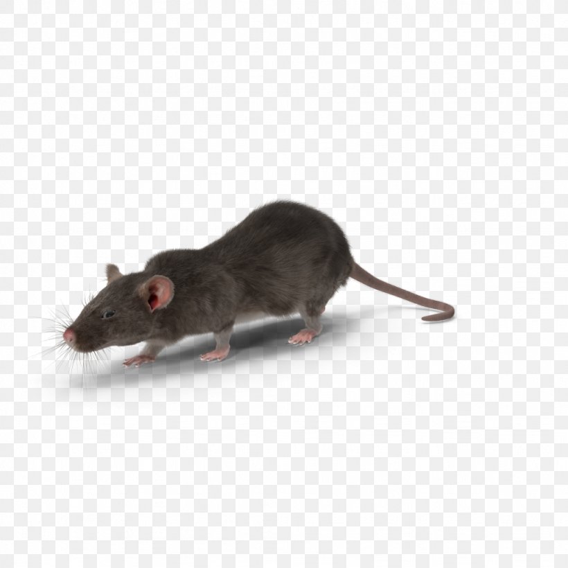 Mouse Gerbil Rodent Rat Pest Control, PNG, 1024x1024px, Mouse, Bait, Black Rat, Diagram, Fauna Download Free