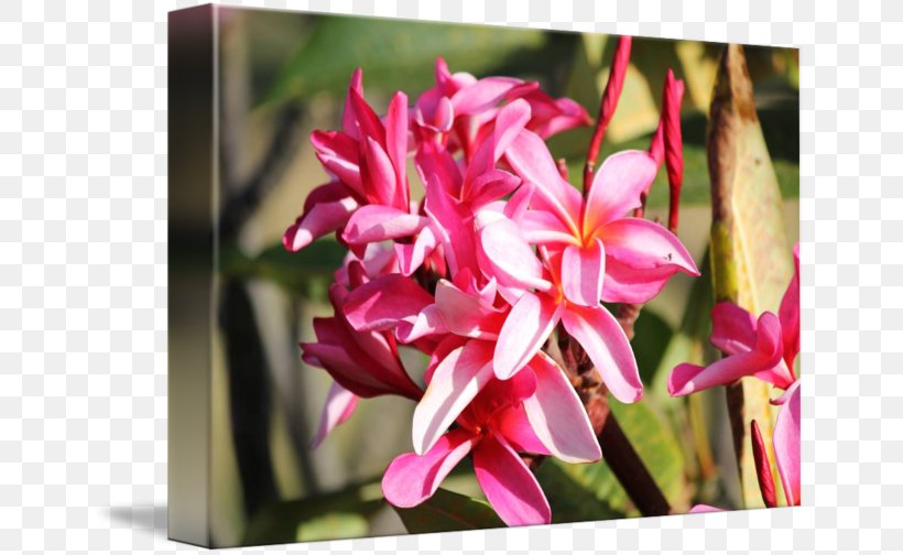 Petal Pink M Floristry RTV Pink Flowering Plant, PNG, 650x504px, Petal, Flora, Floristry, Flower, Flowering Plant Download Free