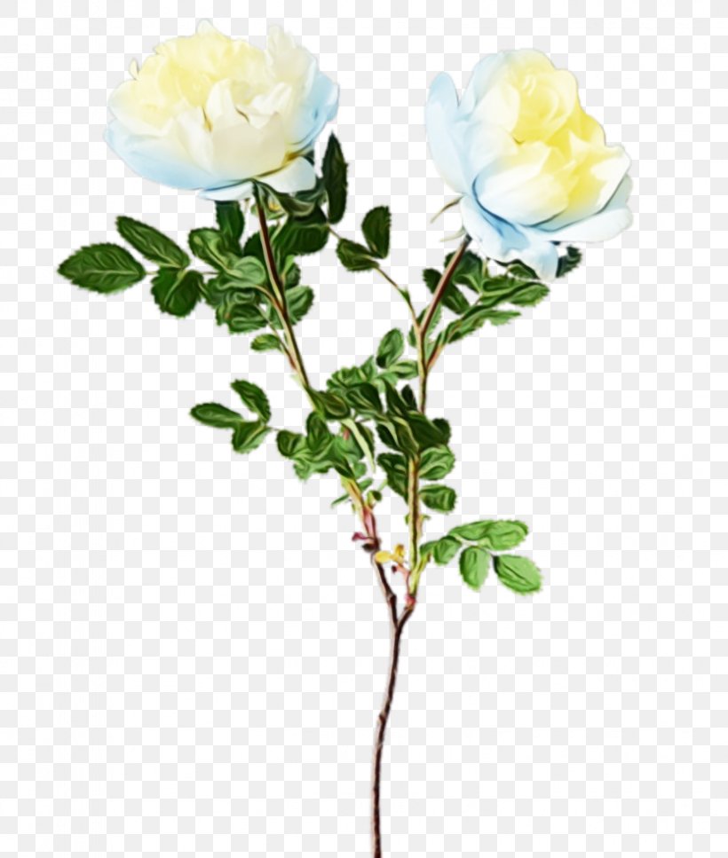 Rose, PNG, 831x980px, Watercolor, Branch, Cut Flowers, Floribunda, Flower Download Free