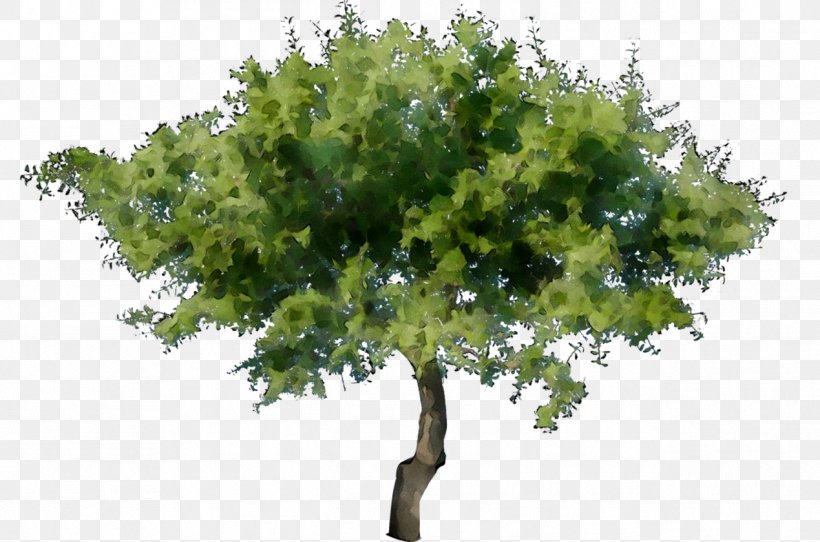 Stock Photography Stock.xchng Royalty-free Image Tree, PNG, 1269x840px, Stock Photography, Branch, California Live Oak, Flower, Flowering Plant Download Free