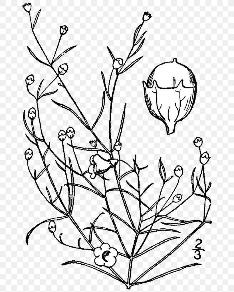 Agalinis Gattingeri Line Art Plant Drawing, PNG, 718x1024px, Watercolor, Cartoon, Flower, Frame, Heart Download Free