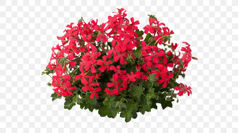 Cut Flowers Bruidsboeket Nosegay Floral Design, PNG, 605x458px, Flower, Annual Plant, Bride, Bruidsboeket, Chrysanths Download Free