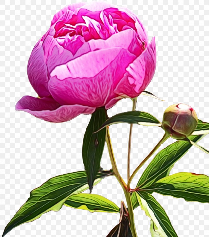 Flower Flowering Plant Plant Pink Petal, PNG, 900x1018px, Watercolor, Chinese Peony, Common Peony, Cut Flowers, Flower Download Free