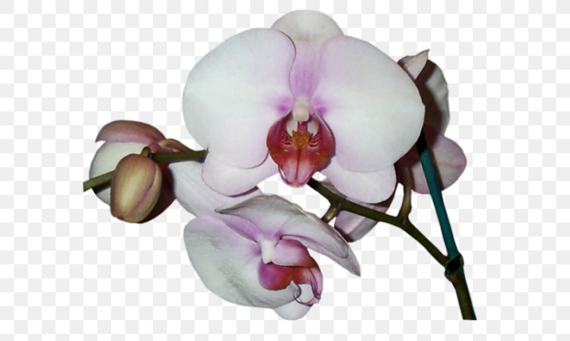 Phalaenopsis Equestris Cut Flowers Orchids Petal Asia 2000 Orchidee Blanche, PNG, 599x490px, Phalaenopsis Equestris, Cut Flowers, Flower, Flowering Plant, Moth Orchid Download Free
