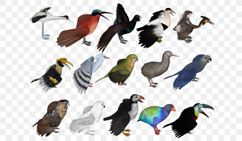 Zoo Tycoon 2 Red Bird-of-paradise Expansion Pack, PNG, 640x480px, Zoo Tycoon 2, Beak, Bird, Birdofparadise, Chicken Download Free