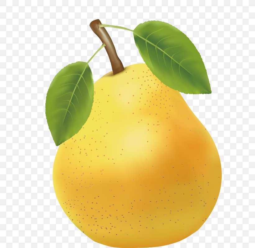 Asian Pear Citrus Junos, PNG, 609x797px, Asian Pear, Citric Acid, Citron, Citrus, Citrus Junos Download Free