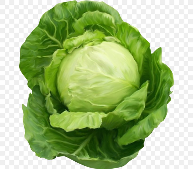 Cabbage Vegetable Clip Art, PNG, 658x717px, Cabbage, Broccoli, Cauliflower, Chinese Cabbage, Collard Greens Download Free