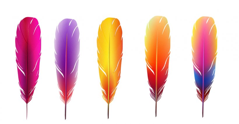Feather Color Wallpaper, PNG, 1024x532px, Feather, Art, Color, Fototapet, Installation Art Download Free