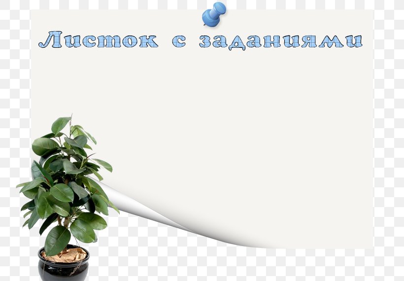 Rubber Fig Plants Houseplant Ornamental Plant Weeping Fig, PNG, 800x570px, Rubber Fig, Bird Of Paradise Flower, Brand, Fig Trees, Houseplant Download Free