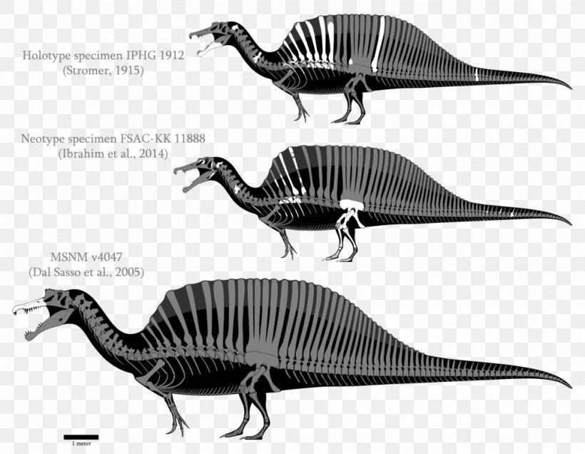 Spinosaurus Giganotosaurus Tyrannosaurus Yangchuanosaurus Allosaurus, PNG, 1014x787px, Spinosaurus, Allosaurus, Bahariasaurus, Black And White, Carcharodontosaurus Download Free