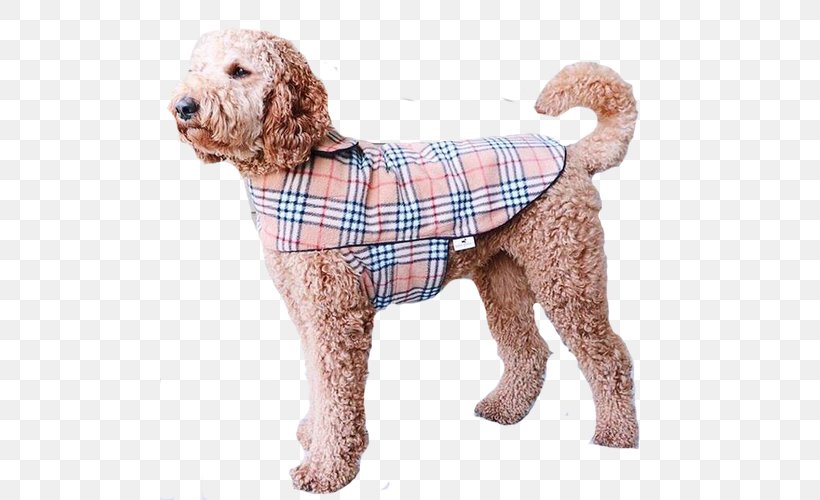 Standard Poodle Miniature Poodle Goldendoodle Cockapoo Spanish Water Dog, PNG, 500x500px, Standard Poodle, Breed, Carnivoran, Clothing, Cockapoo Download Free